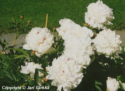  Paeonia lactiflora Festiva Maxima